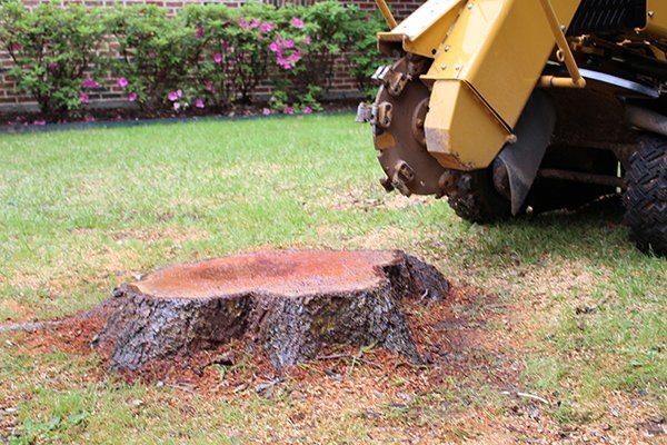 A commercial stump grinder backed up to an existing tree stump ready to be removed.
