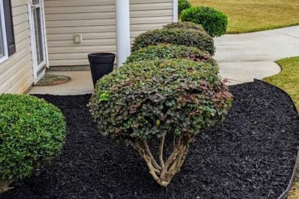 Landscape bed with fresh mulch and nicely pruned bushes.