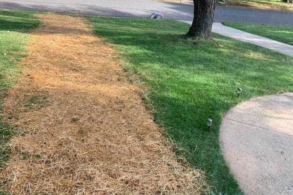 Residential lawn with straw placed on the turf for new seed.